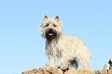 CAIRN TERRIER 320